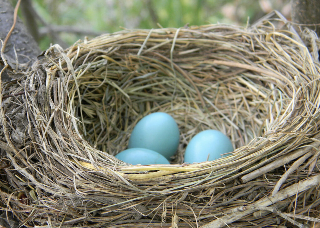A robin’s nest with four blue eggs in it