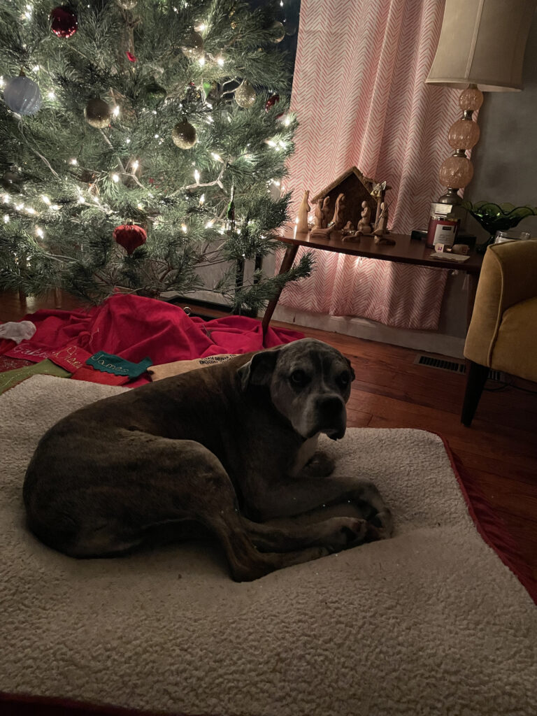 an aging boxer dog (brindle coat with a lot of gray) in front of a Christmas tree