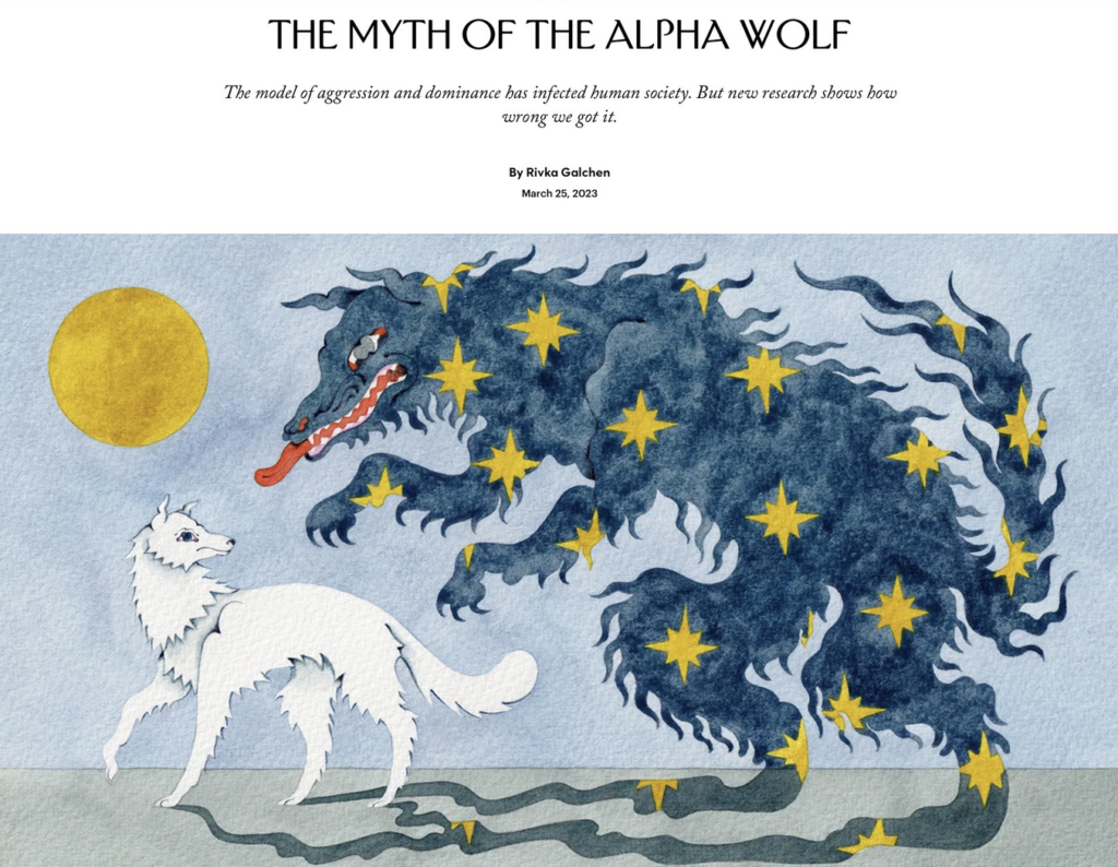 IMAGE: a white wolf is overshadowed by its own hyper-aggressive shadow.

TEXT:The Myth of the Alpha Wolf
The model of aggression and dominance has infected human society. But new research shows how wrong we got it.

By Rivka Galchen
March 25, 2023