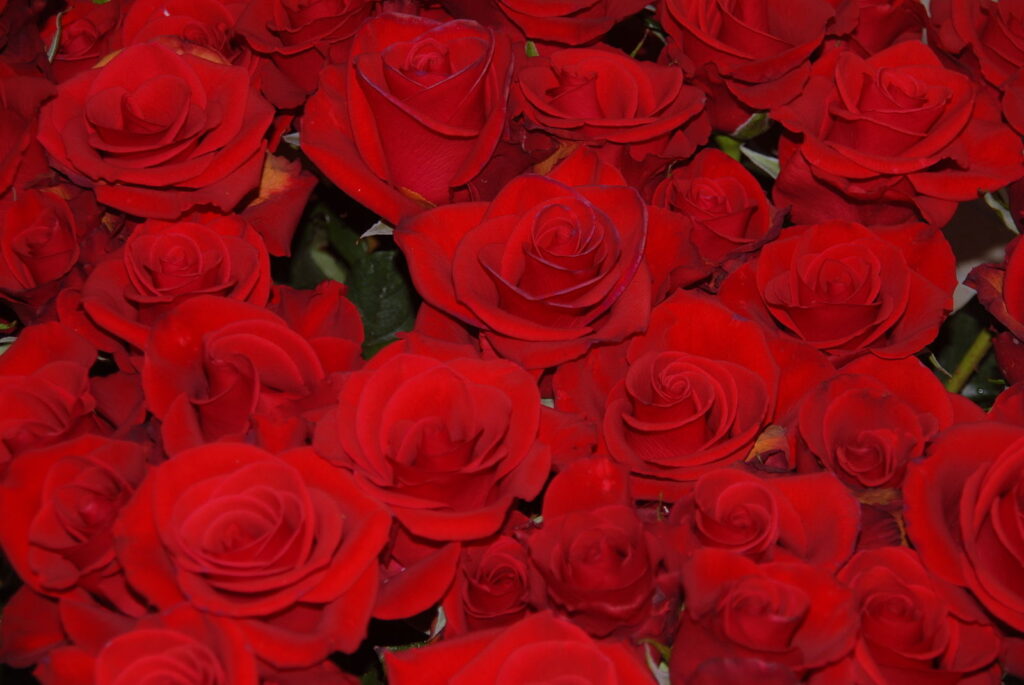a photo of red roses