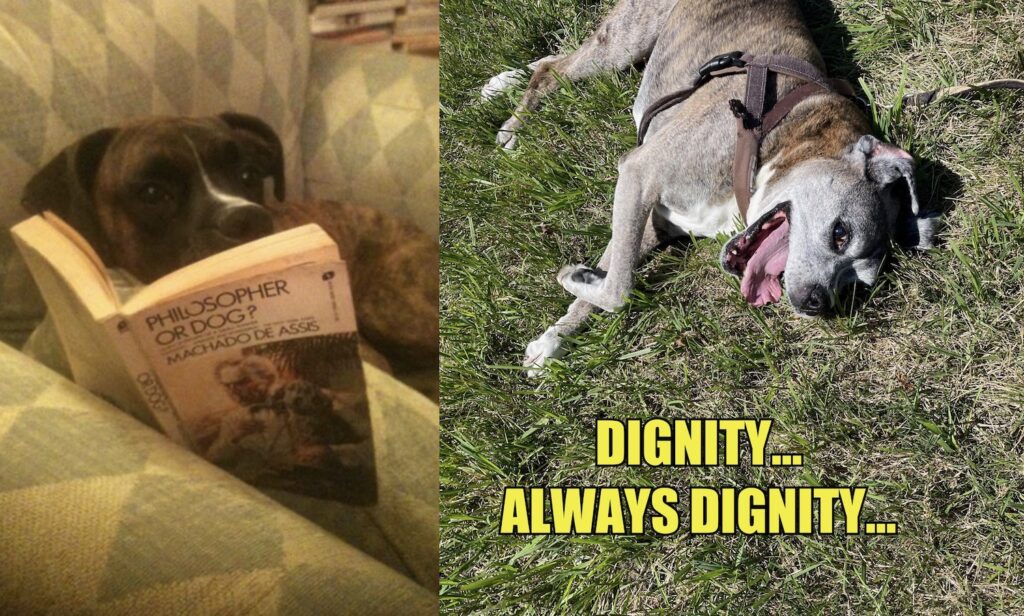 left: a youthful boxer dog poses with a paperback

right: an elderly boxer rolls around on the grass. The caption reads DIGNITY... ALWAYS DIGNITY...