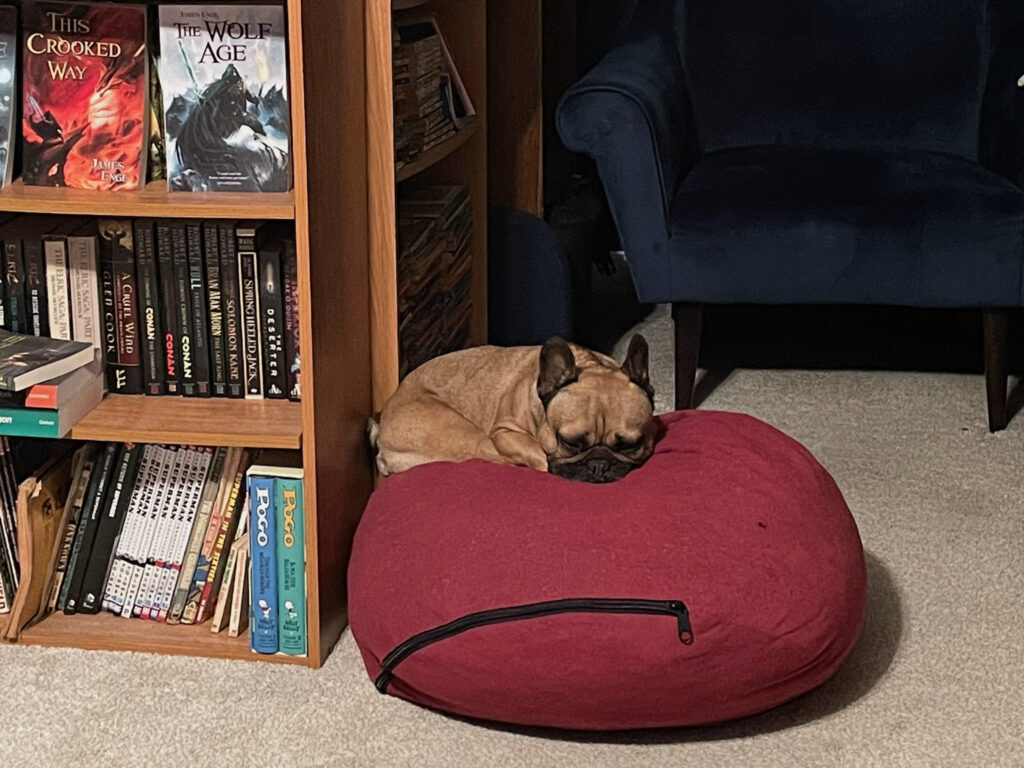 A fawn French bulldog sleeps in a red beanbag footrest next to some shelves full of heroic fantasy books.