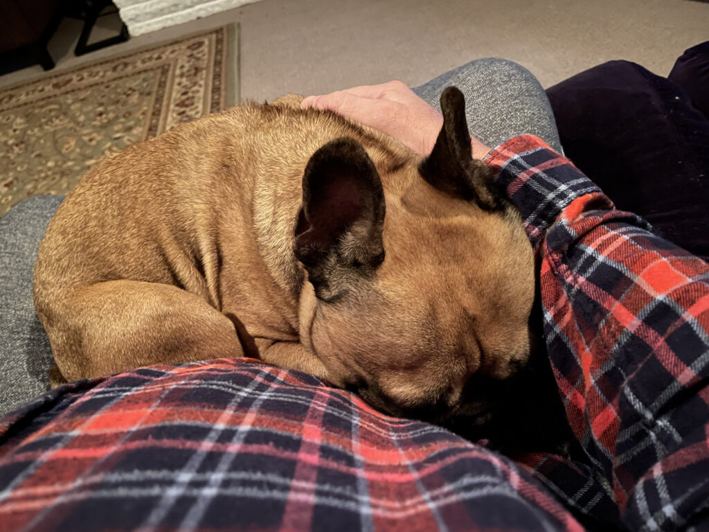 A fawn-colored French Bulldog sleeping in the lap pf someone wearing a plaid shirt.