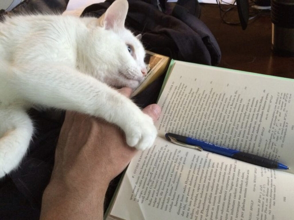 photo: a white cat rests peacefully on the left hand of a man trying to read Ovid's METAMORPHOSES.