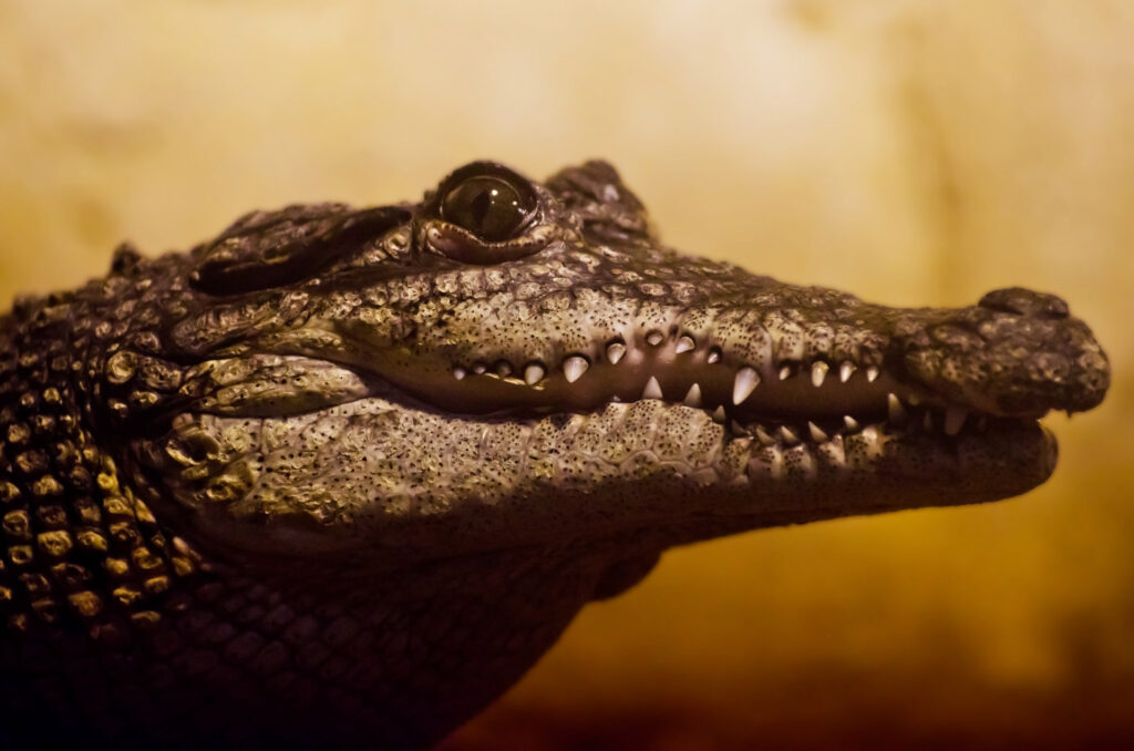 photo of a crocodile's head, seen from the side